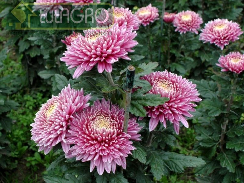 У многих на садовых участках растут хризантемы - AGROzen