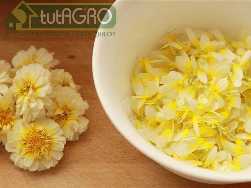 В лепестках содержится много минеральных веществ - AGROzen