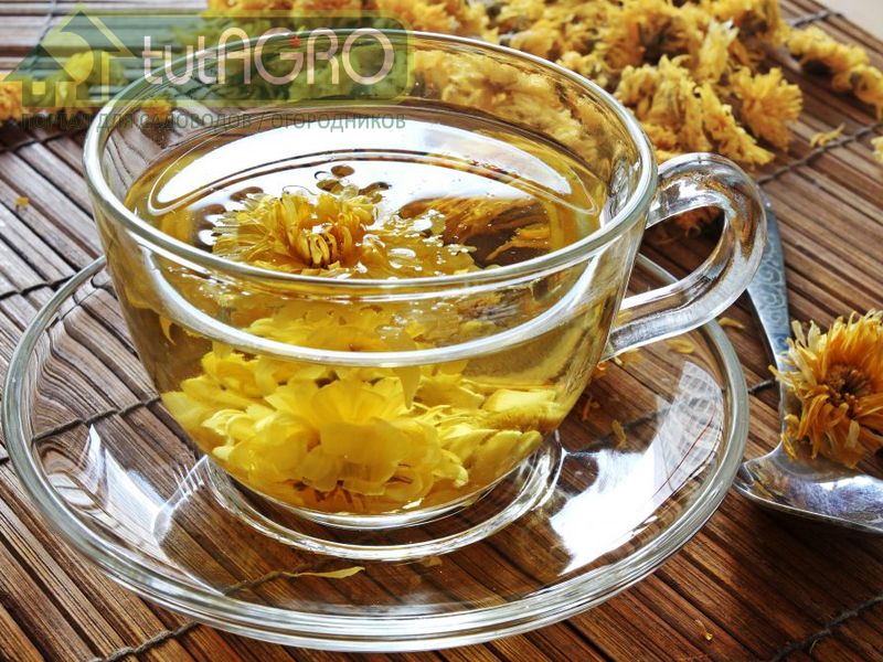 Хризантемы вместо таблеток - AGROzen