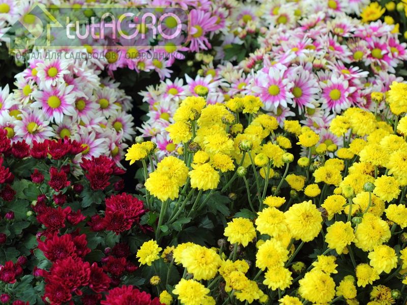 Ароматный чай с соцветиями хризантем - AGROzen