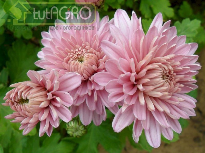 При полиартрите и ревматизме хорошо помогают лепестки хризантем - AGROzen