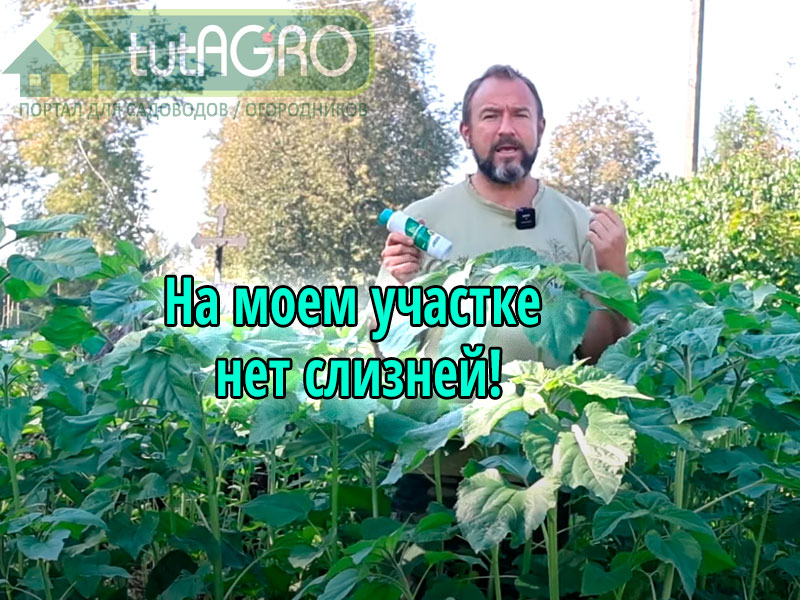 О простом способе борьбы со слизнями Иван Русских рассказывает на протяжении нескольких лет. И вот результат: на участке нет слизней. Избавьтесь и вы от слизней надолго! Простой способ защиты от слизней