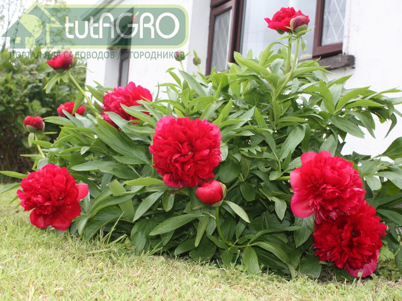 Пересадка пионов - AGROzen