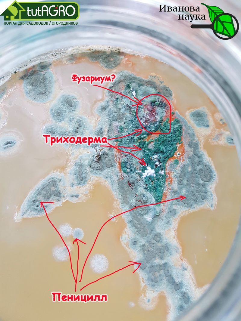 Как триходерму отличить от пеницилла - AGROzen