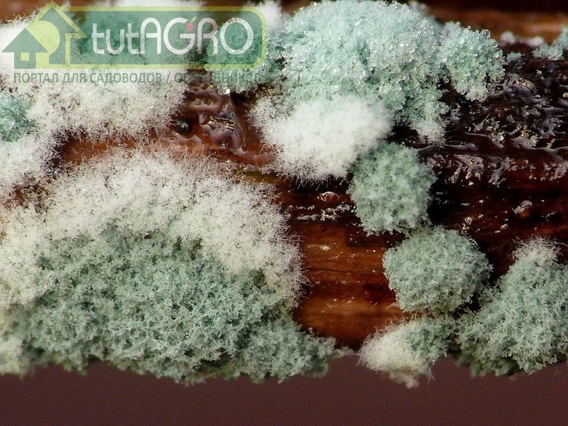 Используйте триходерму и другие объекты биологической защиты на своих участках регулярно - AGROzen