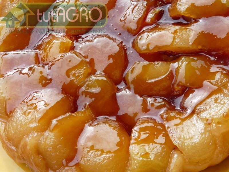 Триходерму, выращенную на печеных яблоках, надо периодически встряхивать и перебалтывать - AGROzen