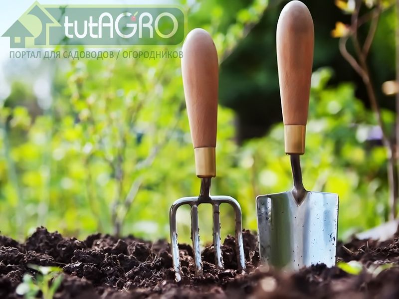 Осенняя биосанация почвы - AGROzen