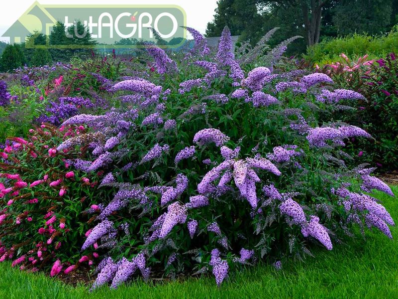 Буддлея - осенняя сирень - AGROzen