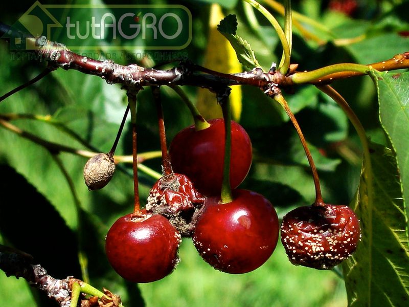 Как происходит заражение? Как происходит заражение? - AGROzen