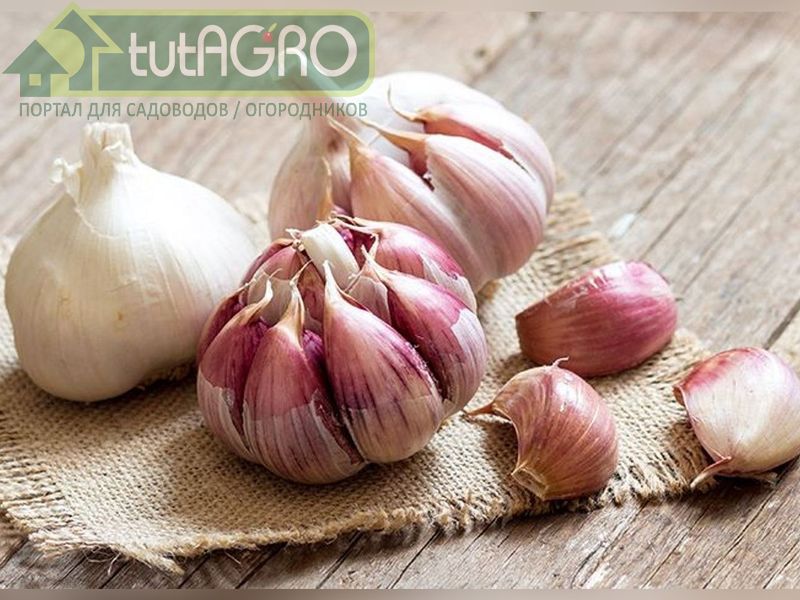 Чесноку поможет пижма - AGROzen