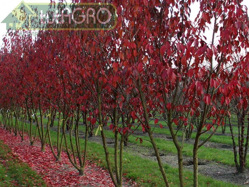 Предзимняя вишня - AGROzen