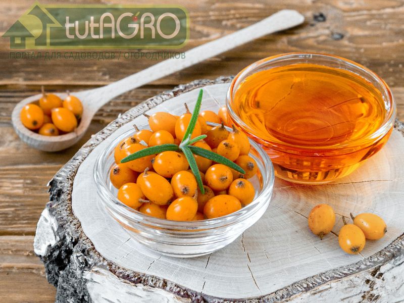 Ягоды облепихи - настоящая витаминная бомба - AGROzen