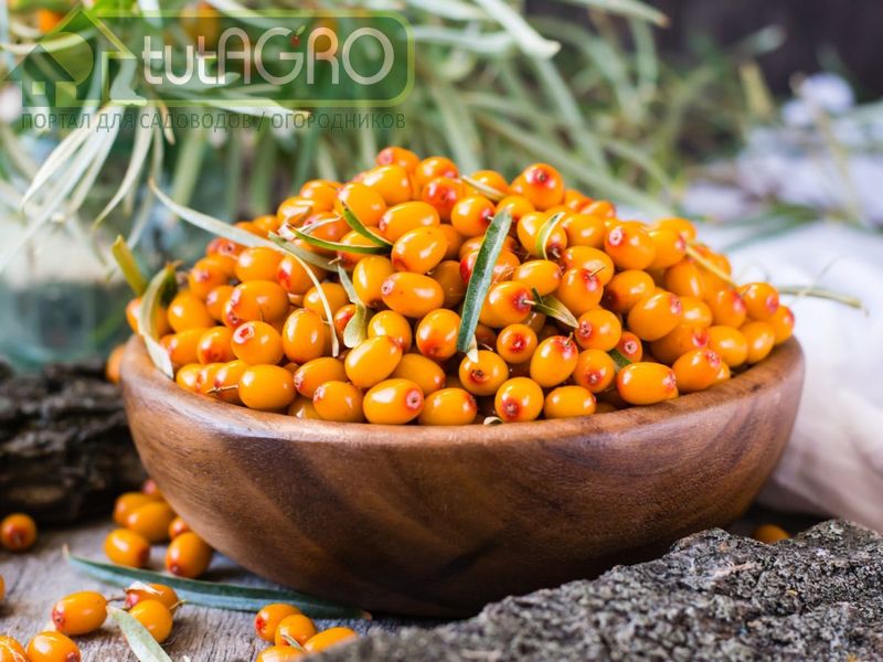 Масло из плодов облепихи обладает прекрасными регенерирующими свойствами - AGROzen