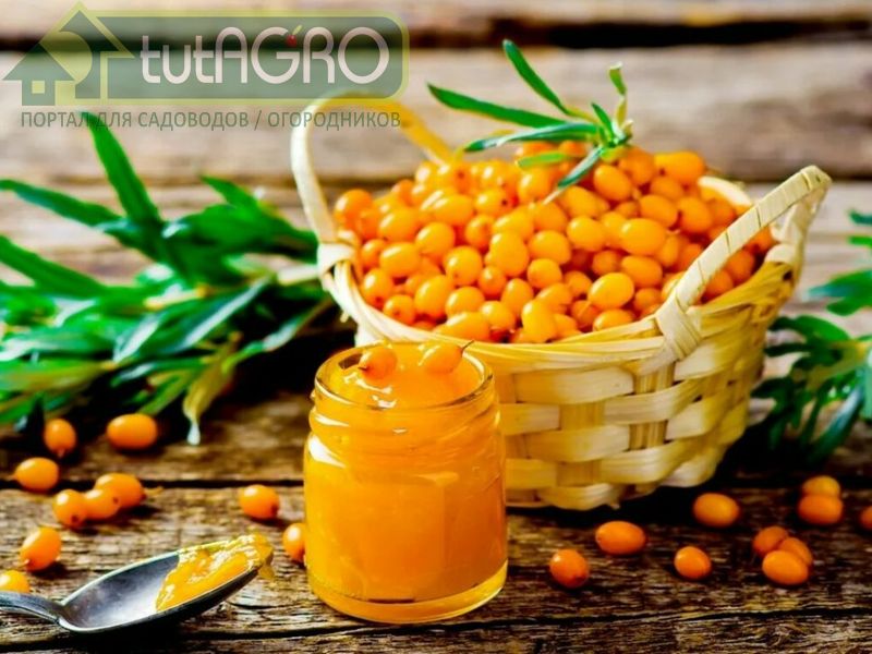 Отвар из ягод и листьев облепихи помогает при ревматизме и подагре - AGROzen