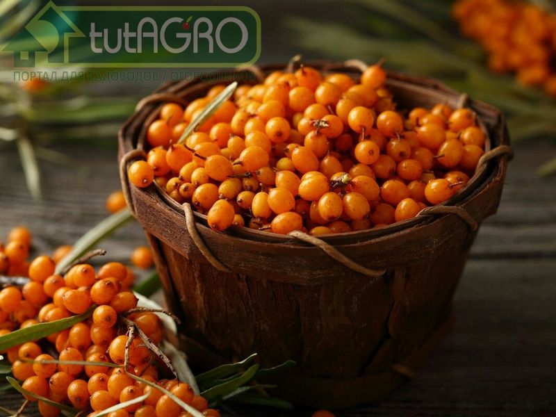 Облепиха - витаминная бомба. Полезные рецепты - AGROzen