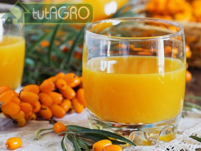 Сок из ягод облепихи рекомендуется смешивать с медом для успокоения сухого кашля - AGROzen