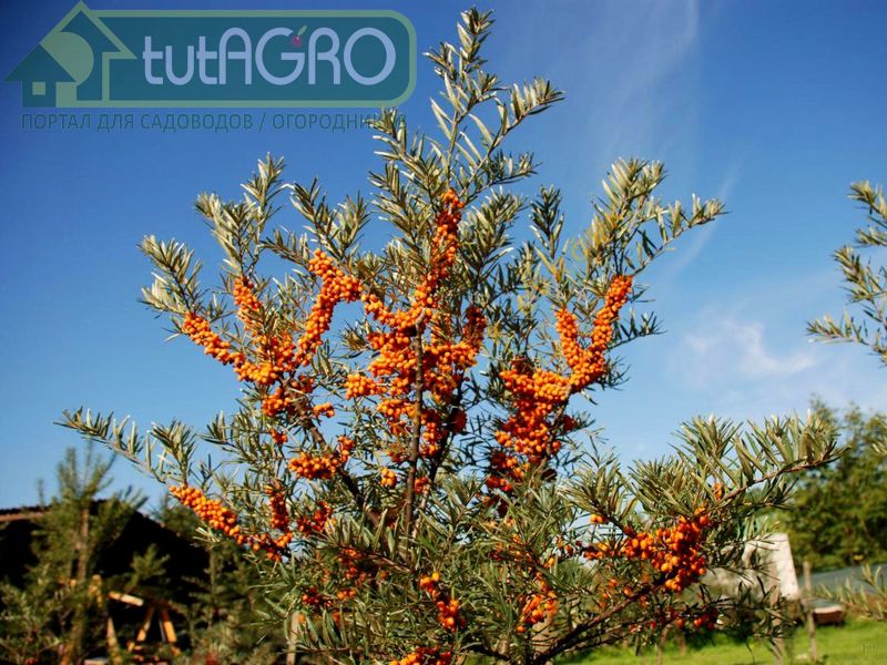 Сок облепихи - необычный, вкусный напиток - AGROzen