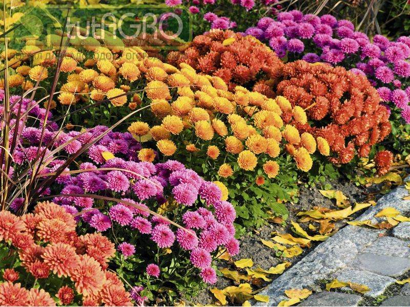 Для будущего пышного цветения - AGROzen