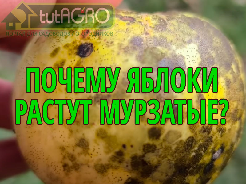 Убираем сажистый грибок, мухоседа и черную пятнистость Убираем сажистый грибок, мухоседа и черную пятнистость