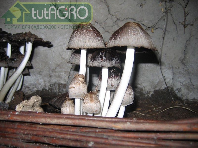 Грибы являются чрезвычайно специфическими организмами - AGROzen