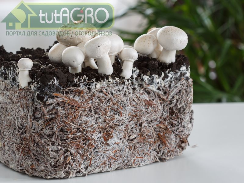 Грибной компост - AGROzen