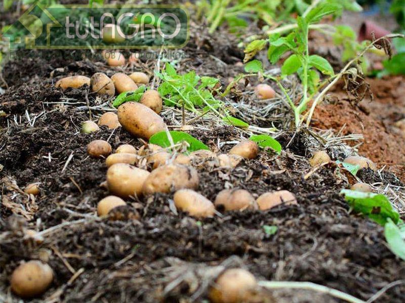 Картофель после картофеля - можно! - AGROzen