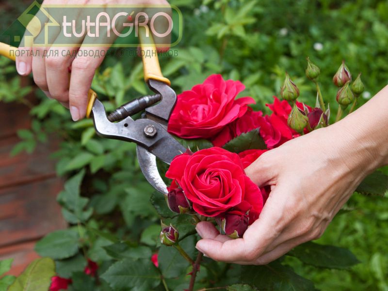 Оставить или обрезать? - AGROzen