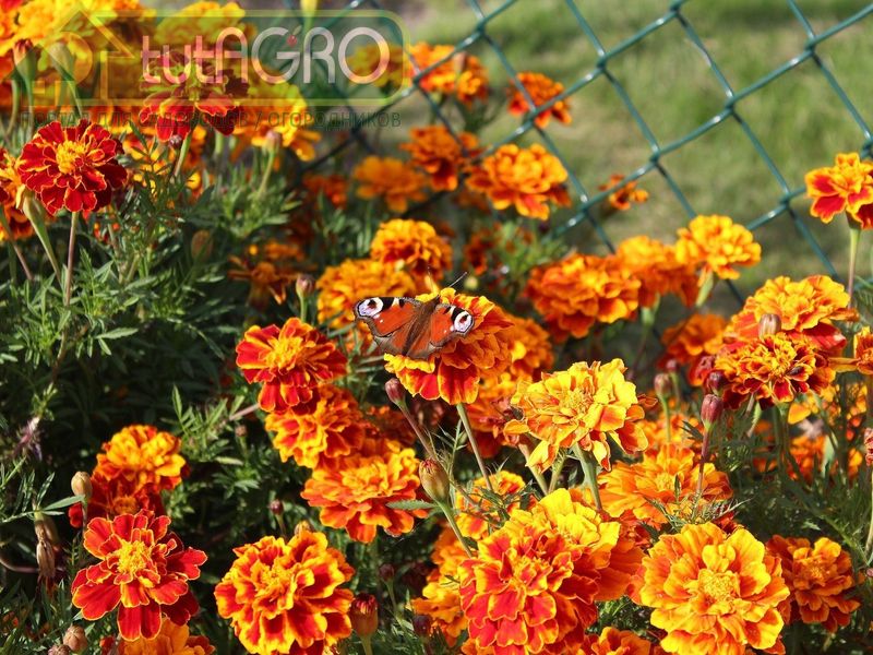 Бархатцы - красота и польза - AGROzen