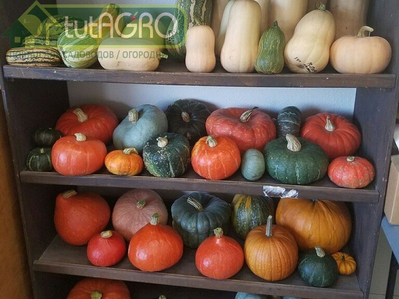 Успешное хранение тыквы. Полезные советы - AGROzen