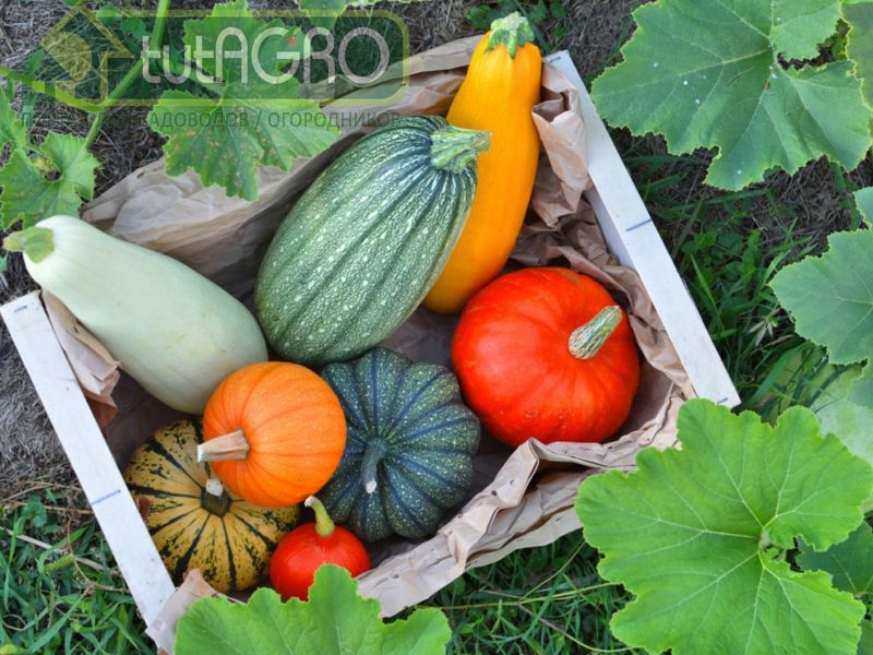Не храните тыквы слишком долго - AGROzen