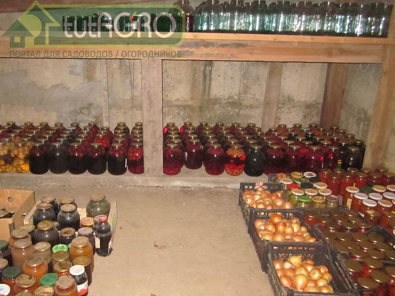 Шашки наголо! Лучший выбор для дезинфекции - AGROzen