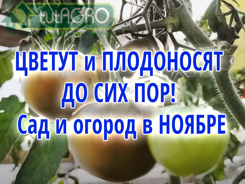 Посмотрите, каким красивым может быть сад в ноябре. А теплица... Пусть и не такая красивая, но все же урожайная. Сад и огород в ноябре