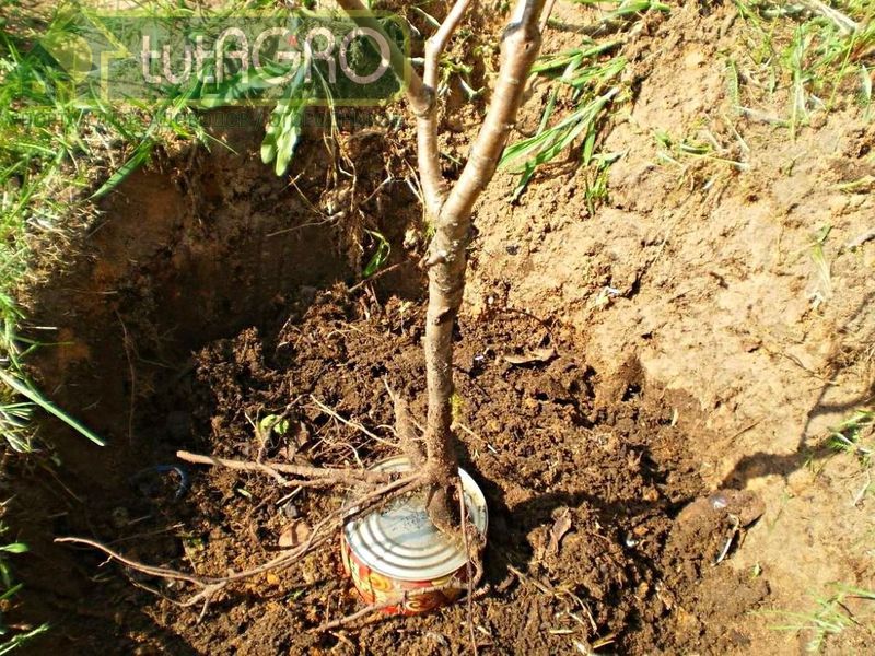 Суперсредство для приживаемости саженцев - AGROzen