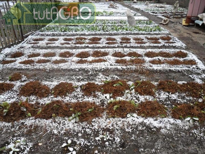 Когда лучше производить подзимний посев? - AGROzen