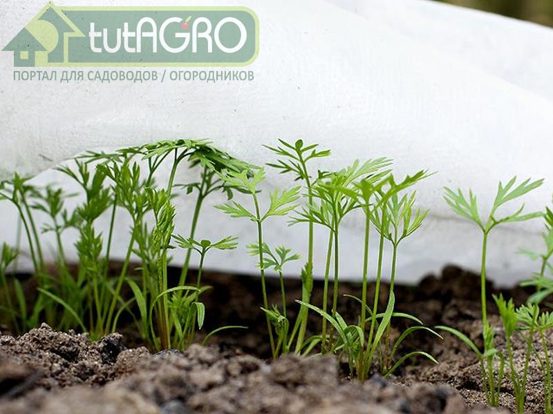 Ассортимент семян, который можно высевать под зиму, весьма широк и разнообразен - AGROzen