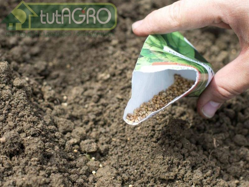 Для подзимнего посева также приготовьте семена лука-порея, батуна и других многолетних луков - AGROzen