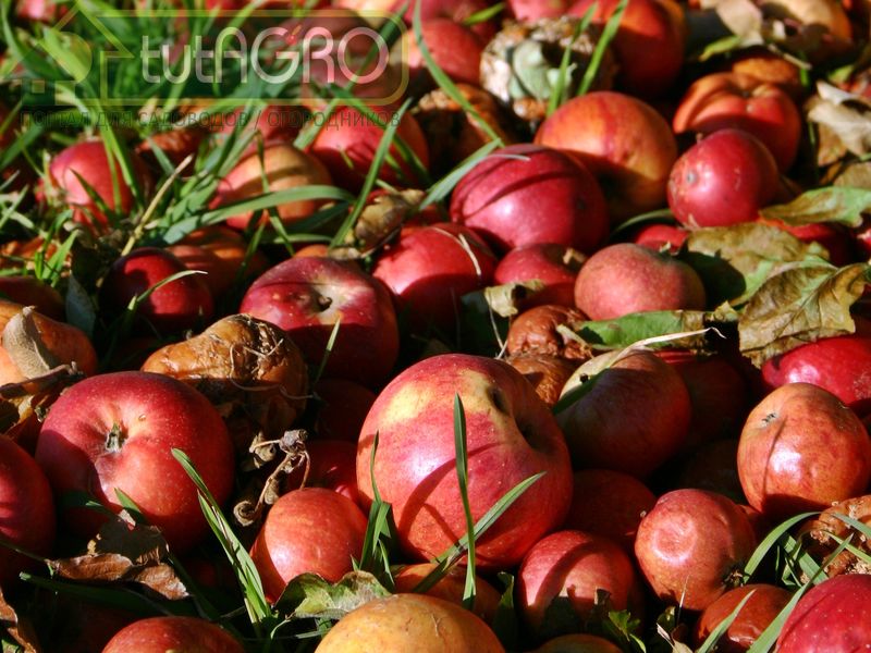 Кто в опаде живет? - AGROzen