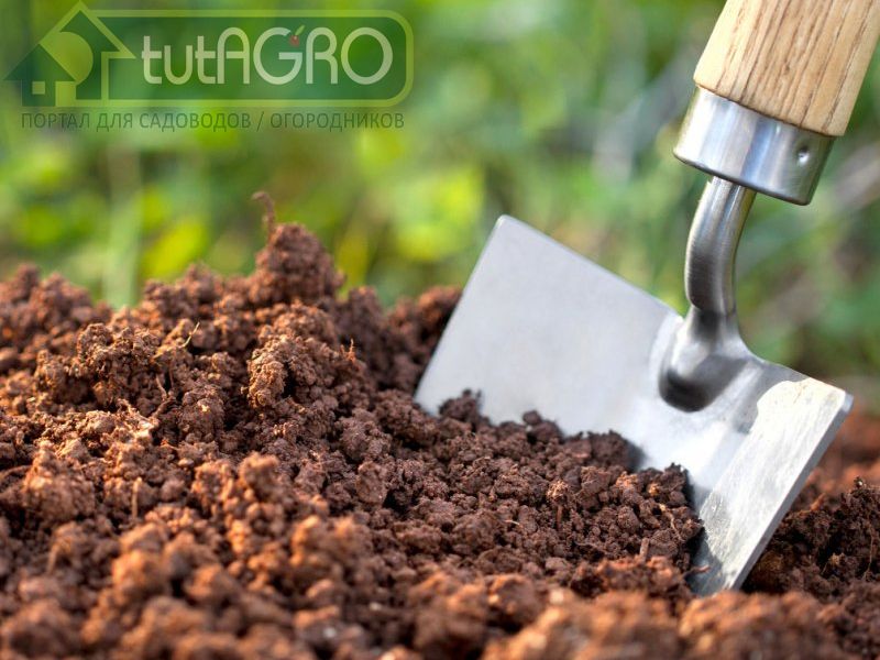 Требования к почвосмеси для выращивания рассады - AGROzen