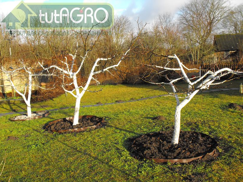 Подготовка сада к зиме - AGROzen