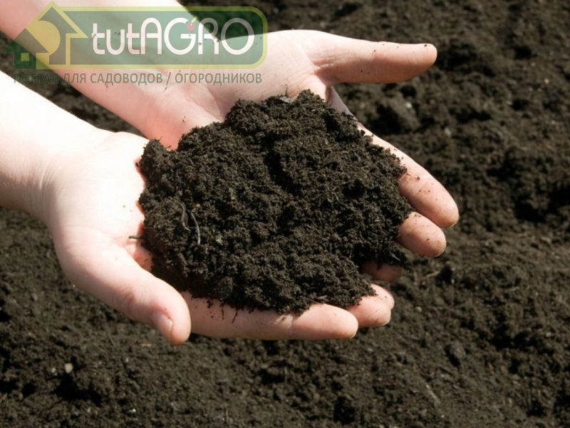 Не пушистая, а плодородная - AGROzen