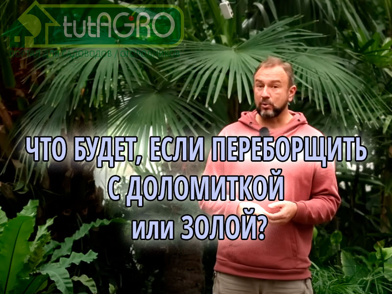 Что будет, если в почву внести слишком много мела или доломитовой муки? Что произойдет в этом случае? Этот вопрос очень часто возникает у читателей AGROzen в осенний период. Смотрите ответ в этом видео. Что будет, если переборщить с доломиткой или золой?