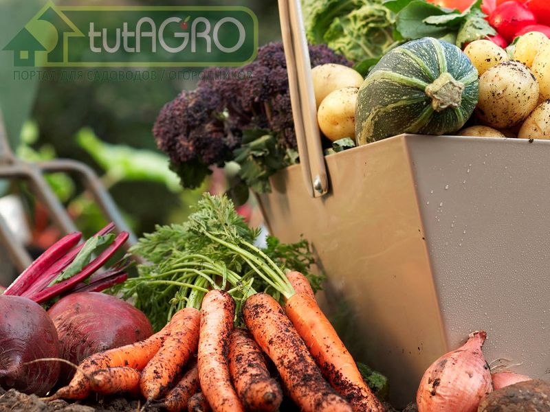 Сохранить урожай - просто! - AGROzen