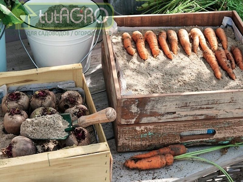 Закладывать на хранение таким образом можно не только корнеплоды - AGROzen