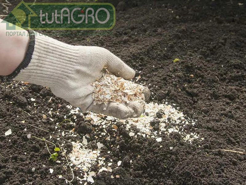 Кальций под зиму - AGROzen