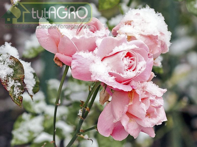 Не укрыли розы? Это поправимо! - AGROzen