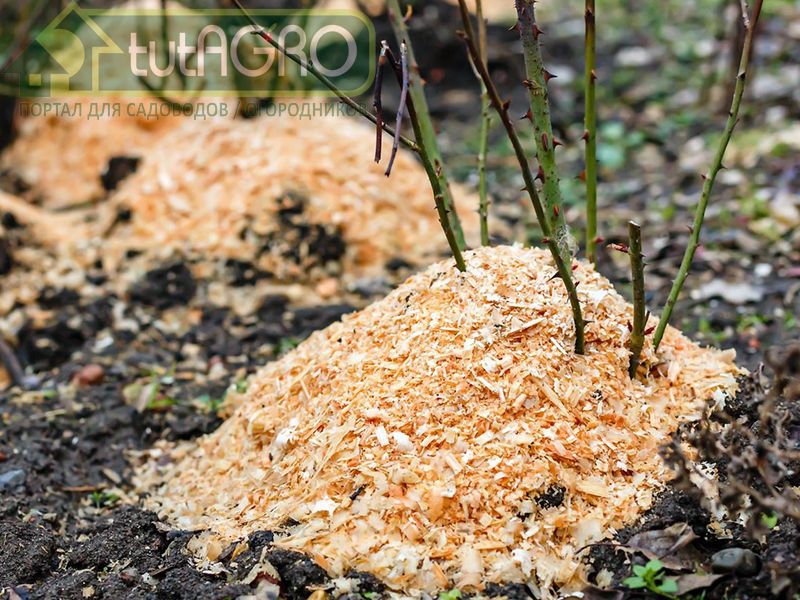 После такой обработки останется только весной внести биопрепараты - AGROzen