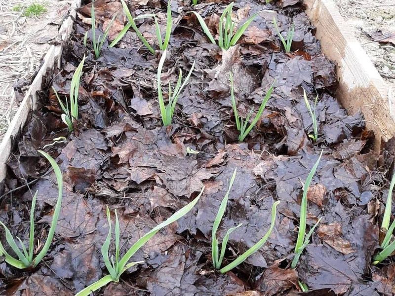 Гораздо более сложная ситуация, если чеснок посажен мелко - AGROzen