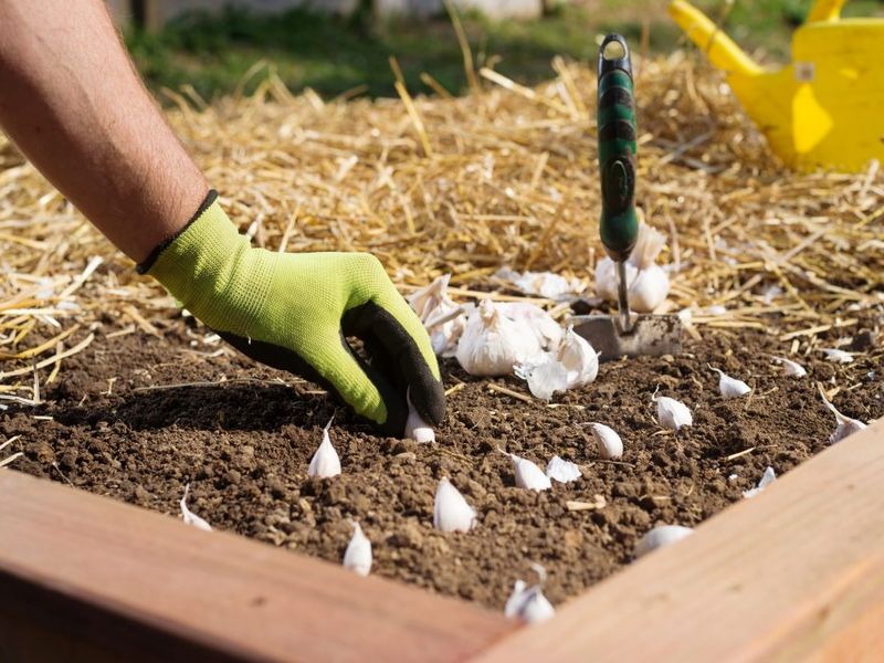 Совет для тех, кто опоздал с посадкой чеснока - AGROzen