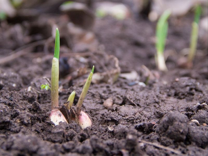 Что делать, если чеснок пророс? - AGROzen