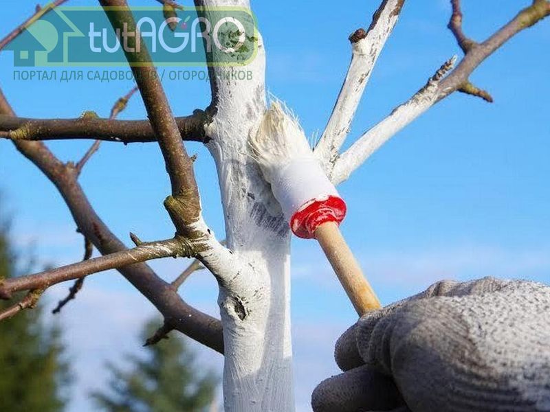 Здоровый сад - гарантия урожая